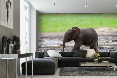 Vlies Fototapete - Baby Waldelefant 375 x 250 cm